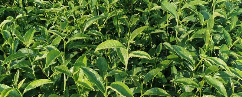 提高茶苗移栽成活率的办法，茶苗怎么保湿运输