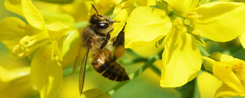 新手怎样学养蜜蜂，主要学习哪些方面的知识