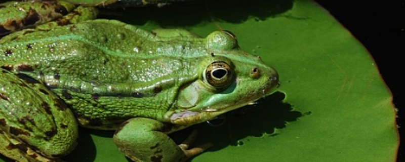 青蛙的高效养殖技术，附青蛙的生长过程