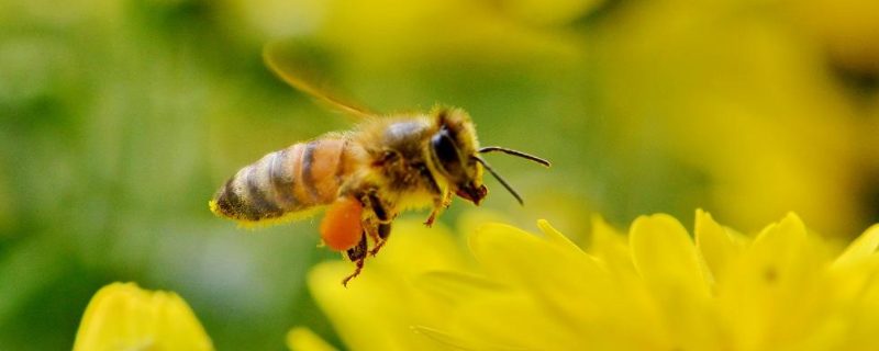 蜜蜂为什么会围王，详细介绍