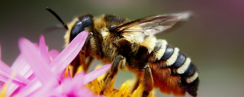 什么时候蜜蜂秋繁最好，附秋繁目的和秋繁技巧