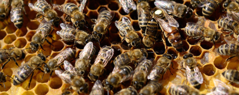 蜜蜂晚上合群打架吗，附合群原理及注意事项