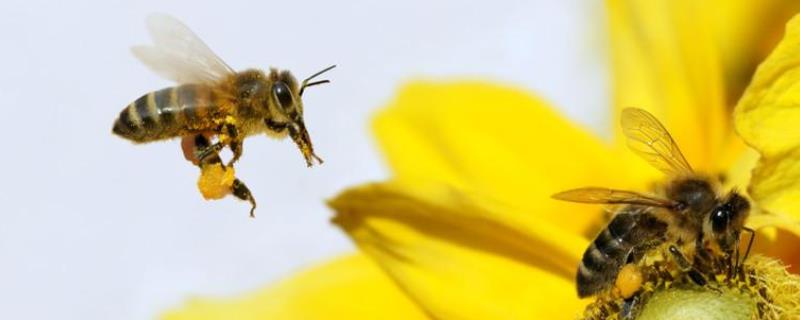 蜜蜂怎样才能快速春繁，蜜蜂春繁的时间不宜过早