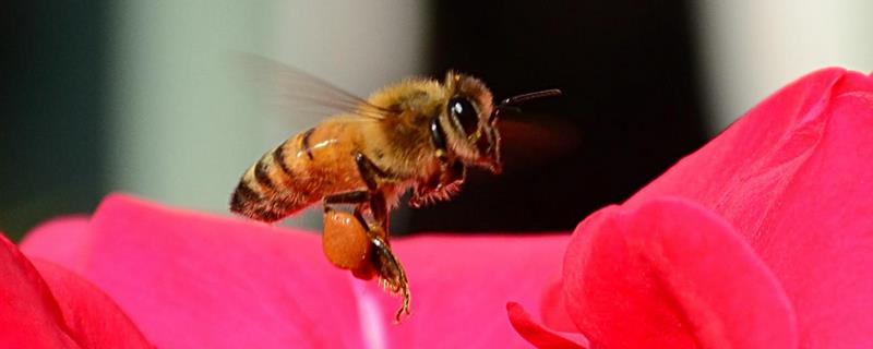 蜜蜂春繁几天喂一次花粉，花粉是蜜蜂生存的物质基础