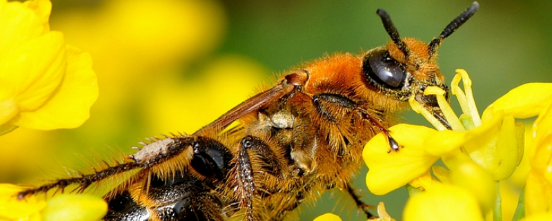 长期失王的蜂群应如何处理，注意事项有哪些