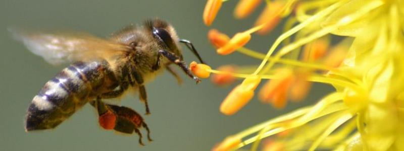 春天蜂太少如何快速繁殖，养蜂时必须保证蜂王的质量