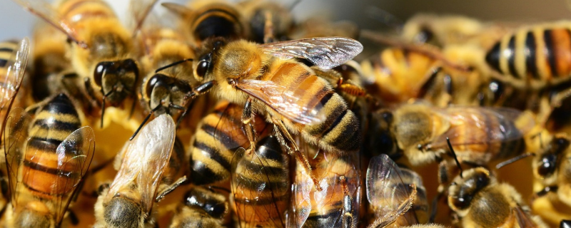 蜜蜂春繁一脾蜂几天加脾，附蜂脾关系及繁殖效率