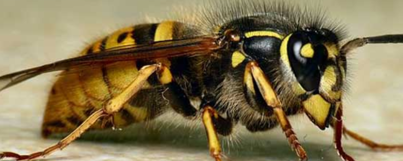 牛角蜂，是什么