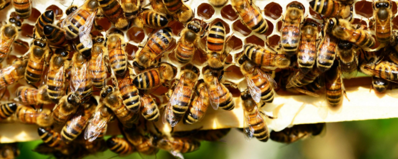 新收蜜蜂要几天才建巢，附人工饲喂的注意事项