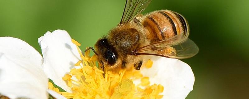蜜蜂，具体资料有哪些