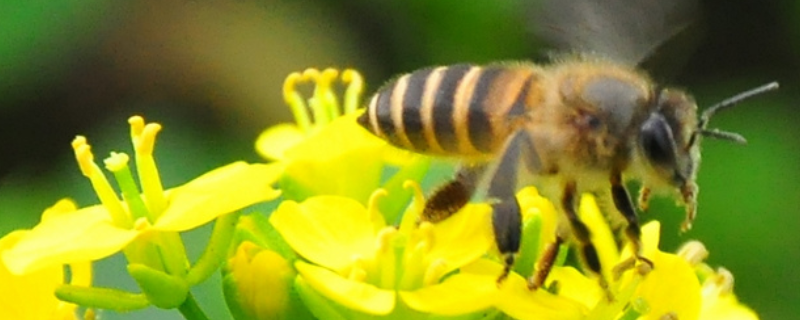 蜜蜂孢子虫病，附预防措施