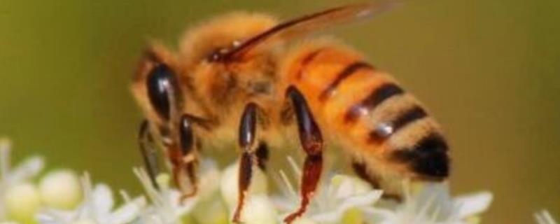 土蜂(中华蜜蜂)，附具体介绍