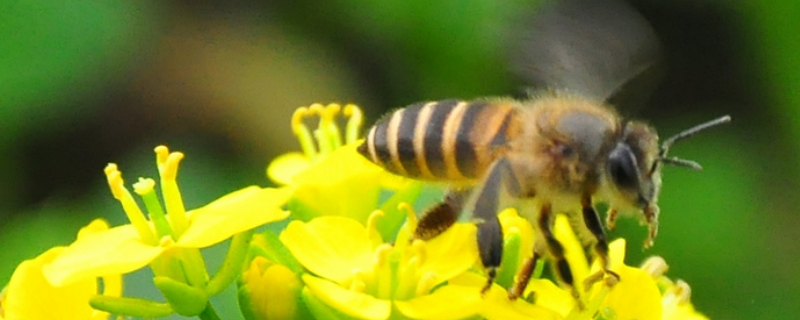 蜜蜂云翅病毒病，附预防措施