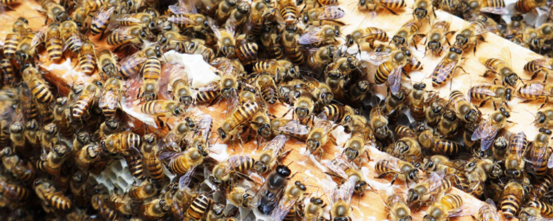 黑小蜜蜂的特点有哪些，附黑小蜂蜜的生活习性