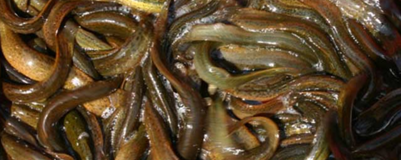 泥鳅苗价格及养殖方法，泥鳅有哪些品种