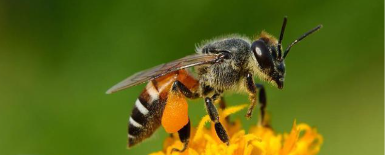 黑小蜜蜂蜇人有毒吗，附中毒反应