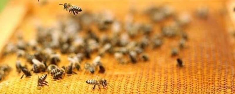 蜜蜂失王2个月还有救吗，附具体方法