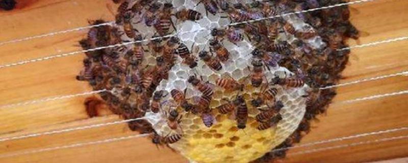 蜜蜂鸡蛋群还能养活吗，附具体方法