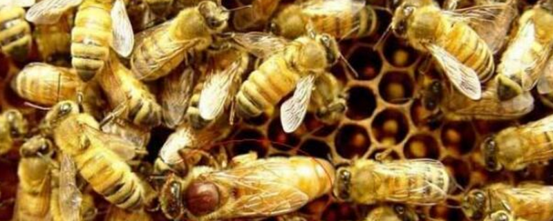 养蜂育王技术及注意事项，具体怎样操作
