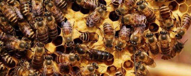 怎样才能让蜜蜂不分家，注意事项有哪些