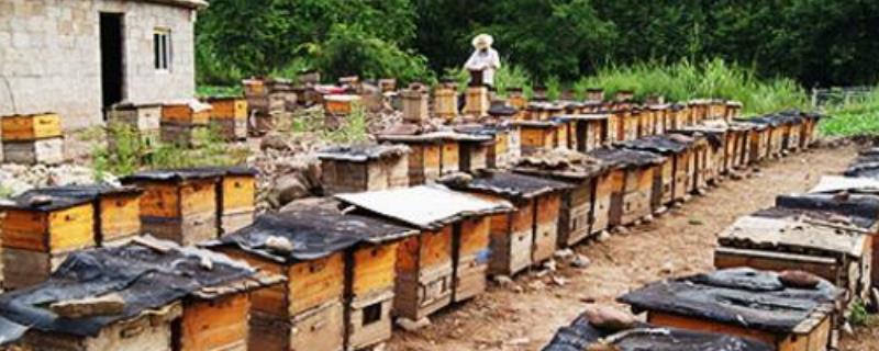 蜜蜂养殖技术及基本知识，注意事项有哪些