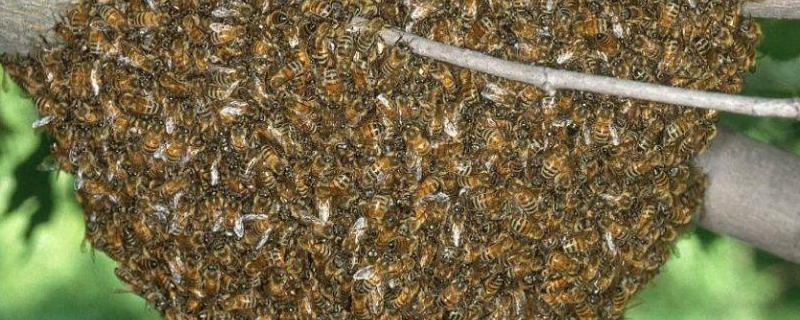 侦查蜂诱蜂来蜂的征兆，详细介绍