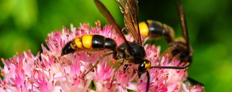 马蜂种类名称及图片大全，附黄边胡蜂分布地