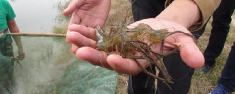 青虾高效池塘养殖技术，附青虾养殖的科学饵料