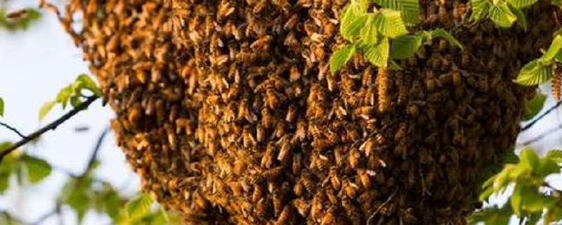 王台封盖后几天会自然分蜂，自然分蜂是蜂群自然增殖最主要的方式