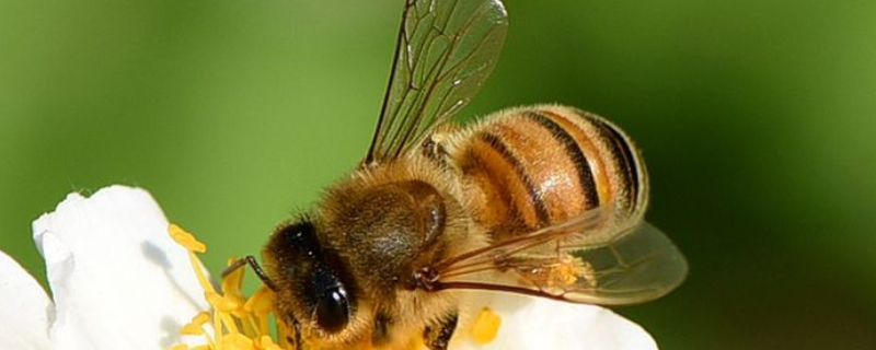 蜜蜂分蜂季节在每年几月份，详细介绍