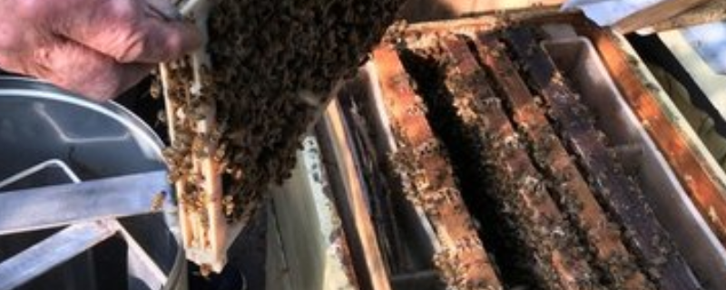 养蜜蜂专用工具有哪些，详细介绍