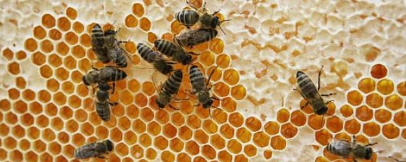 中蜂有哪些疾病，详细介绍