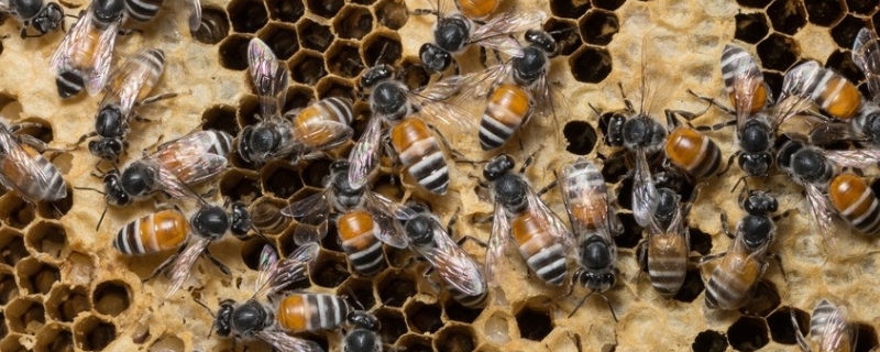 新手如何养蜜蜂，详细介绍