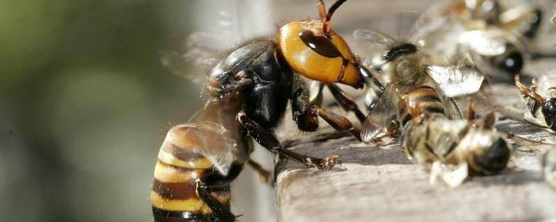 日本大黄蜂的形态特征，有哪些生活习性
