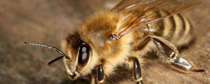 牛角蜂在家筑巢怎么办，附牛角蜂的攻击目的