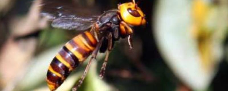 虎头蜂吃蜜蜂怎么解决？附注意事项