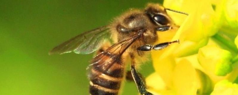 介王成功蜜蜂的表现有哪些？工蜂饲喂蜂王是介王成功的重要表现