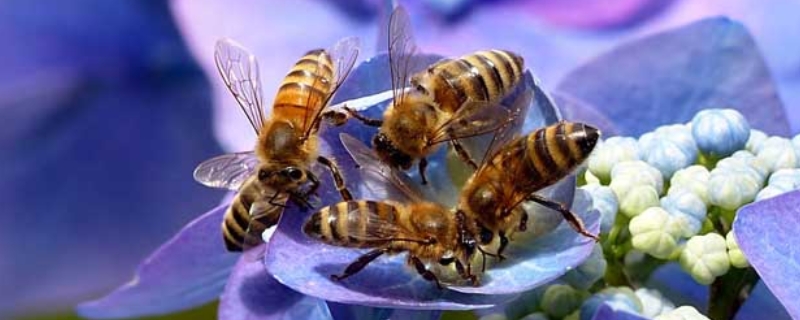 中蜂和意蜂有什么区别，详细介绍