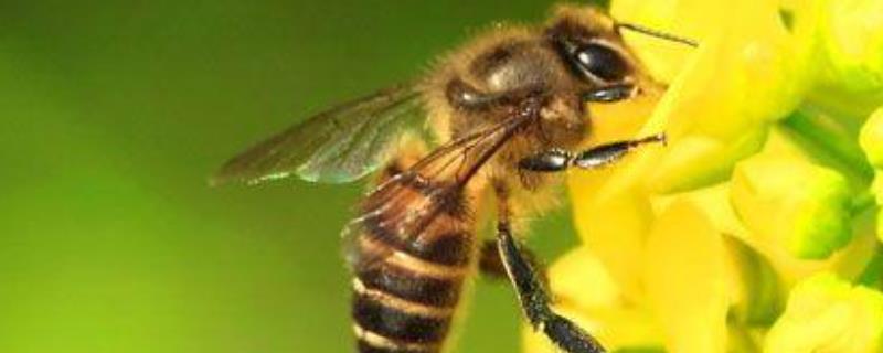 被蜜蜂蛰消肿的最快方法，附注意事项