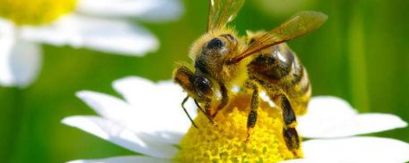 一箱蜜蜂一天吃多少糖，附饲喂目的
