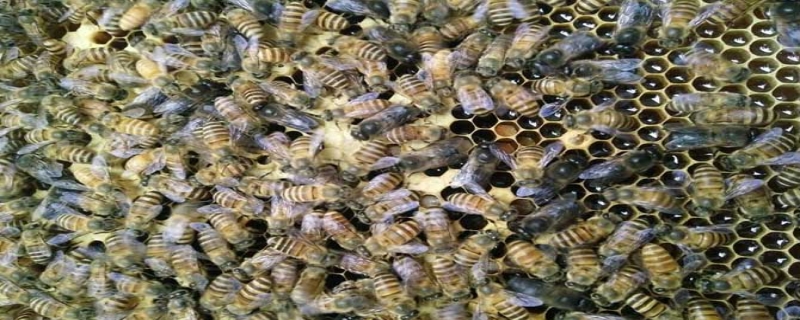 蜜蜂秋繁一脾蜂能出几框的取决因素，和注意事项