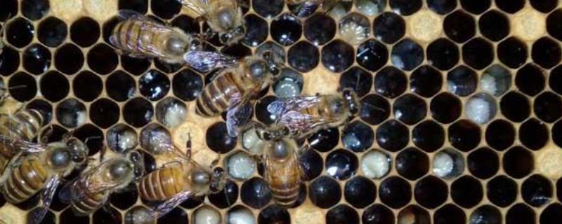 中蜂囊状幼虫病防治技术，附其病因和症状