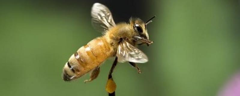 普通工蜂和侦查蜂怎么区分，附区分方法