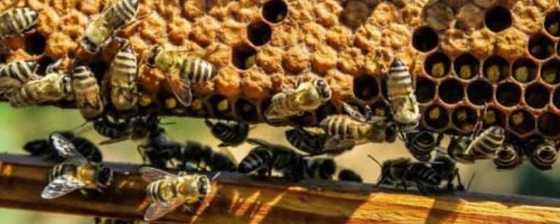 蜜蜂入屋筑巢是什么征兆，附注意事项