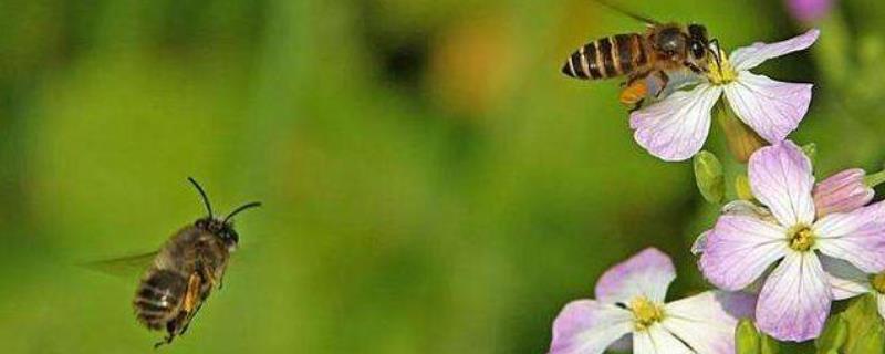黑大蜜蜂是什么蜂，附生活习性