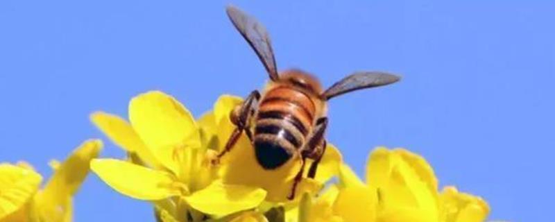 蜜蜂蛰了第二天越来越肿胀怎么办，附注意事项