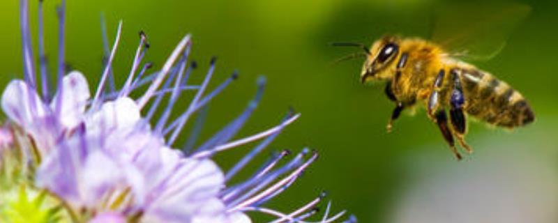 蜜蜂蜇人预示什么，附注意事项