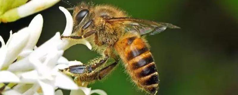 为什么老人说被蜜蜂蛰是好事，被蜇后的注意事项
