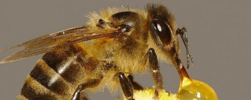 蜜蜂毒刺钻进肉里会消失吗，附被蜇后的注意事项