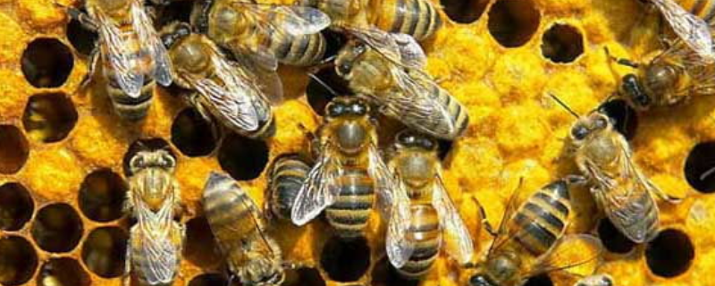 用白酒蜜蜂合群方法及注意事项，附其操作原理和基本原则